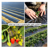 فیلم مالچ پلاسنیکی کشاورزی