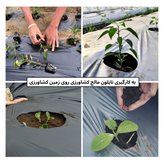 فیلم مالچ پلاسنیکی کشاورزی