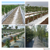 نایلون مالچ پلاستیکی باغبانی