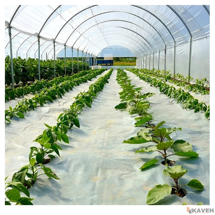 Greenhouse Plastic Mulch