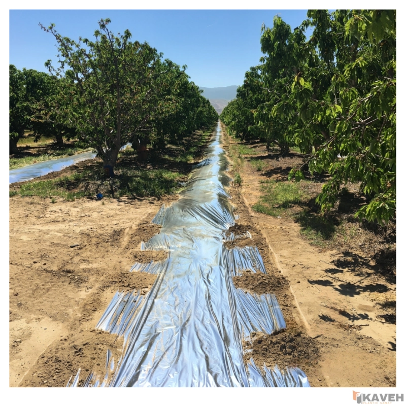 Plastic Mulch for Pistachio Trees