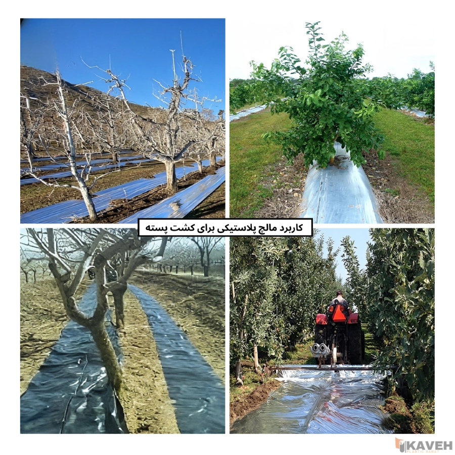 Plastic Mulch for Pistachio Trees
