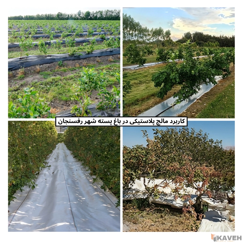 Plastic Mulch for Pistachio Trees