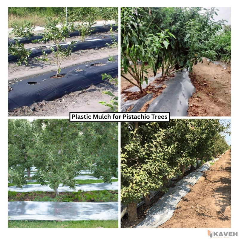 Plastic Mulch for Pistachio Trees