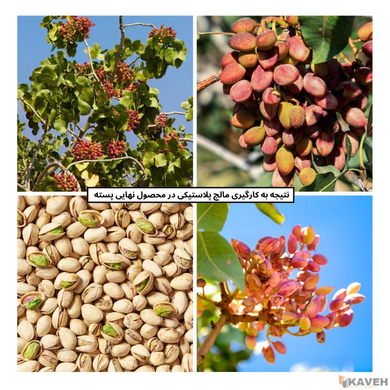 Plastic Mulch for Pistachio Trees