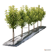 مالچ پلاستیکی باغچه ای یک کیلویی عرض ۱۲۰ سانتیمتر