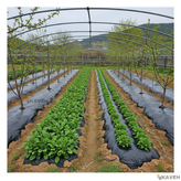 مالچ پلاستیکی باغچه ای یک کیلویی عرض ۱۲۰ سانتیمتر