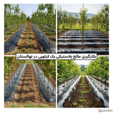 مالچ پلاستیکی باغچه ای یک کیلویی عرض ۱۲۰ سانتیمتر