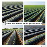 مالچ پلاستیکی عرض ۱1۰ سانتیمتر