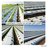 مالچ پلاستیکی گلخانه ای