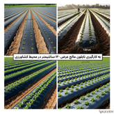 مالچ پلاستیکی عرض ۱۲۰ سانتیمتر