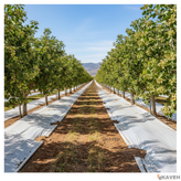 مالچ پلاستیکی درخت پسته