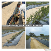 مالچ پلاستیکی کشاورزی