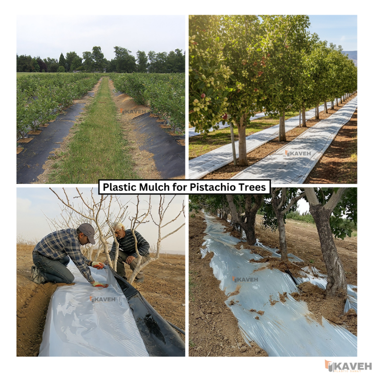 مالچ پلاستیکی یووی دار