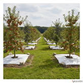 مالچ پلاستیکی ۱۴۰ در ۱۴۰ سانتیمتر با ضخامت ۱۰۰ میکرون بسته هشت عددی