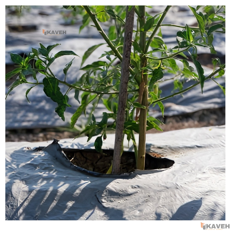 مالچ پلاستیکی درختی و باغبانی