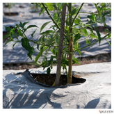 مالچ پلاستیکی درختی و باغبانی