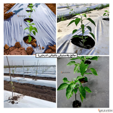 مالچ پلاستیکی درختی و باغبانی