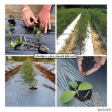 مالچ پلاستیکی درختی و باغبانی