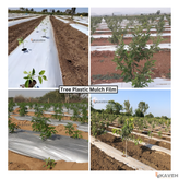 مالچ پلاستیکی درختی و باغبانی