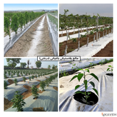 مالچ پلاستیکی درختی و باغبانی