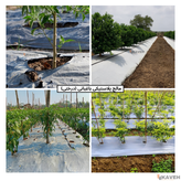 مالچ پلاستیکی درختی و باغبانی