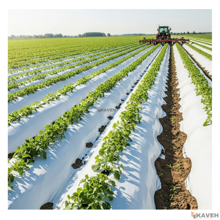 نایلون مالچ کشاورزی دو رنگ با خاصیت UV
