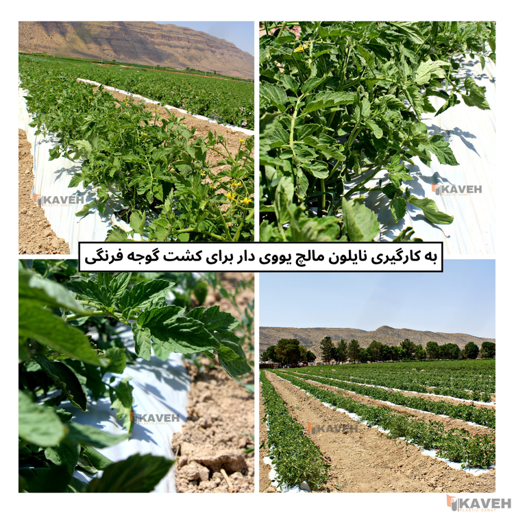 نایلون مالچ کشاورزی دو رنگ با خاصیت UV