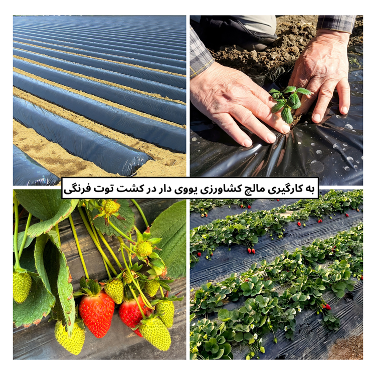 نایلون مالچ کشاورزی دو رنگ با خاصیت UV