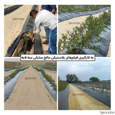 مالچ پلاستیکی مشکی سه لایه