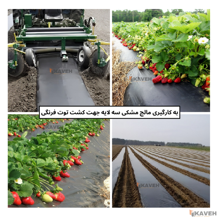 مالچ پلاستیکی مشکی سه لایه