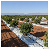 مالچ پلاستیکی باغبانی عرض ۱۰۰ سانتیمتر و ضخامت ۱۰۰ میکرون با ۳ درصد یو وی