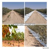 مالچ پلاستیکی باغبانی عرض ۱۰۰ سانتیمتر و ضخامت ۱۰۰ میکرون با ۳ درصد یو وی