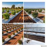 مالچ پلاستیکی باغبانی عرض ۱۰۰ سانتیمتر و ضخامت ۱۰۰ میکرون با ۳ درصد یو وی