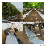 مالچ پلاستیکی باغبانی عرض ۱۰۰ سانتیمتر و ضخامت ۱۰۰ میکرون با ۳ درصد یو وی
