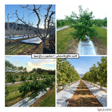 مالچ پلاستیکی باغبانی عرض ۱۰۰ سانتیمتر و ضخامت ۱۰۰ میکرون با ۳ درصد یو وی