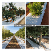 مالچ پلاستیکی باغبانی عرض ۱۰۰ سانتیمتر و ضخامت ۱۰۰ میکرون با ۳ درصد یو وی