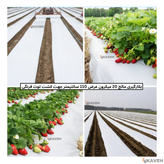 مالچ پلاستیکی کشاورزی ضخامت ۲۰ میکرون و عرض ۱۱۰ سانتیمتر