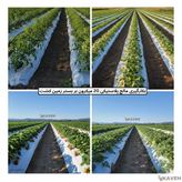 مالچ پلاستیکی کشاورزی ضخامت ۲۰ میکرون و عرض ۱۱۰ سانتیمتر