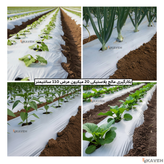 مالچ پلاستیکی کشاورزی ضخامت ۲۰ میکرون و عرض ۱۱۰ سانتیمتر