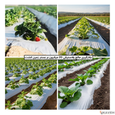 مالچ پلاستیکی کشاورزی ضخامت ۲۰ میکرون و عرض ۱۱۰ سانتیمتر