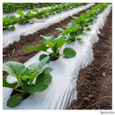 مالچ پلاستیکی کشاورزی بدون یو وی با ضخامت ۳۰ میکرون و عرض ۱۱۰ سانتیمتر