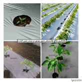 مالچ پلاستیکی کشاورزی بدون یو وی با ضخامت ۳۰ میکرون و عرض ۱۱۰ سانتیمتر