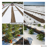 مالچ پلاستیکی کشاورزی بدون یو وی با ضخامت ۳۰ میکرون و عرض ۱۱۰ سانتیمتر