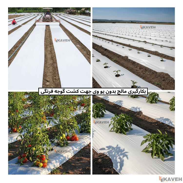 مالچ پلاستیکی کشاورزی بدون یو وی با ضخامت ۳۰ میکرون و عرض ۱۱۰ سانتیمتر