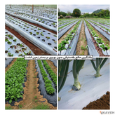 مالچ پلاستیکی کشاورزی بدون یو وی با ضخامت ۳۰ میکرون و عرض ۱۱۰ سانتیمتر