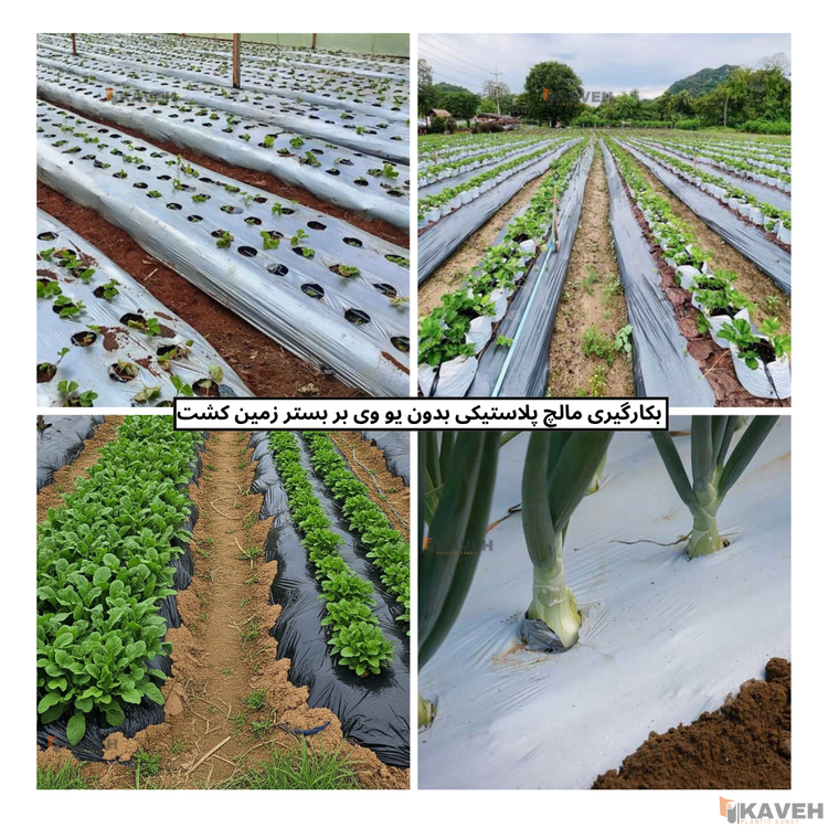 مالچ پلاستیکی کشاورزی بدون یو وی با ضخامت ۳۰ میکرون و عرض ۱۱۰ سانتیمتر