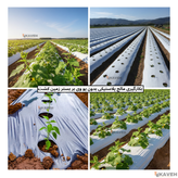 مالچ پلاستیکی کشاورزی بدون یو وی با ضخامت ۳۰ میکرون و عرض ۱۱۰ سانتیمتر
