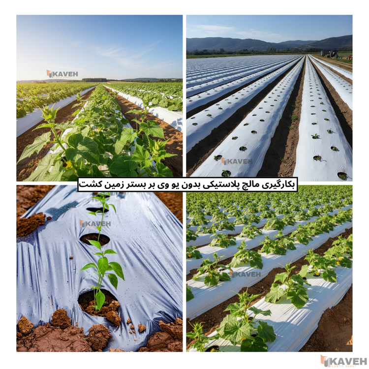 مالچ پلاستیکی کشاورزی بدون یو وی با ضخامت ۳۰ میکرون و عرض ۱۱۰ سانتیمتر