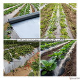 مالچ پلاستیکی کشاورزی بدون یو وی با ضخامت ۳۰ میکرون و عرض ۱۱۰ سانتیمتر
